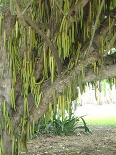 پارمنتیرا ادولیز